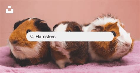 fotos de hamster|45,628+ Hamsters Pictures .